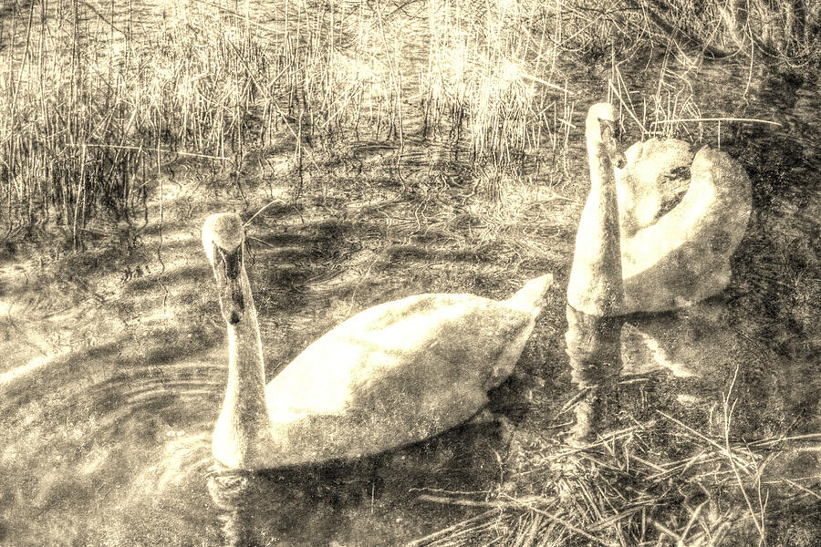 Vintage Swans #1 Photograph by David Pyatt