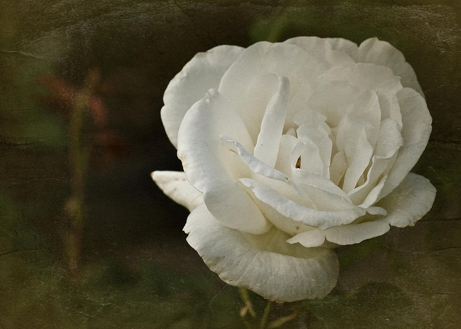 Vintage White Rose #1 Photograph by Richard Cummings