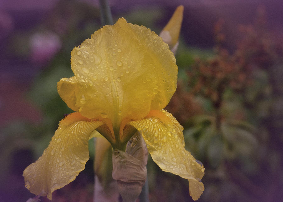Vintage Yellow Iris #2 Photograph by Richard Cummings