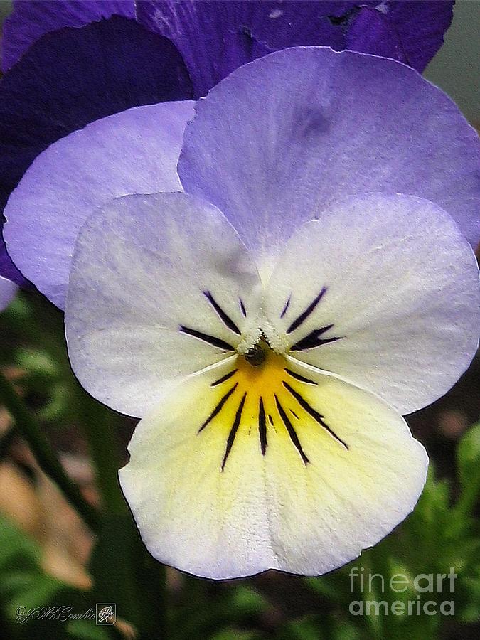 Viola named Sorbet Blueberry Cream #2 Photograph by J McCombie