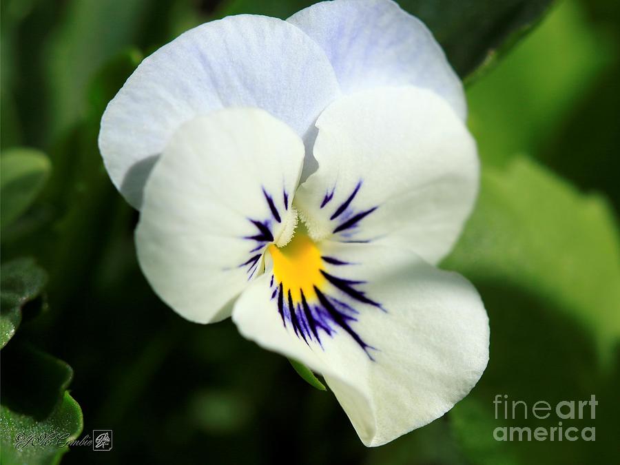 Viola named Sorbet Yesterday, Today and Tomorrow #5 Photograph by J McCombie