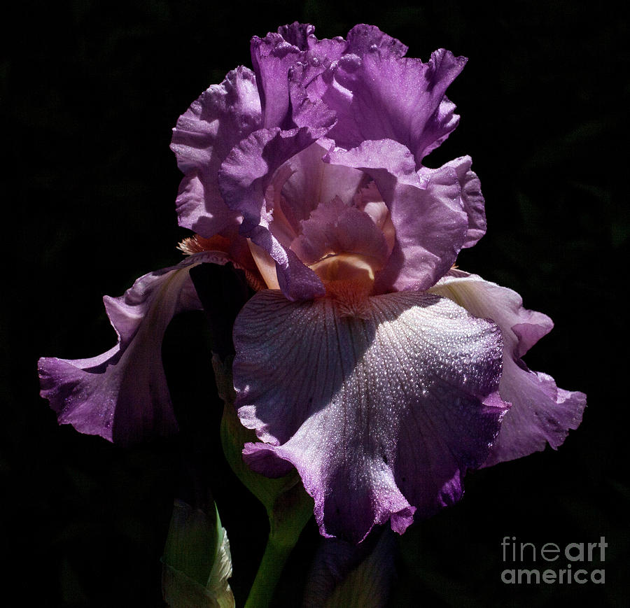 Violaceous #2 Photograph by Doug Norkum