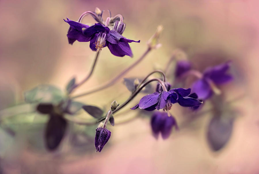 Violet columbines #1 Photograph by Jaroslaw Blaminsky