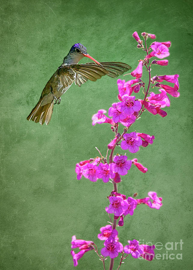 Violet-crowned Hummingbird Photograph by Priscilla Burgers