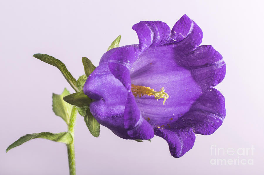 Flower Photograph - Violet flower #1 by Deyan Georgiev