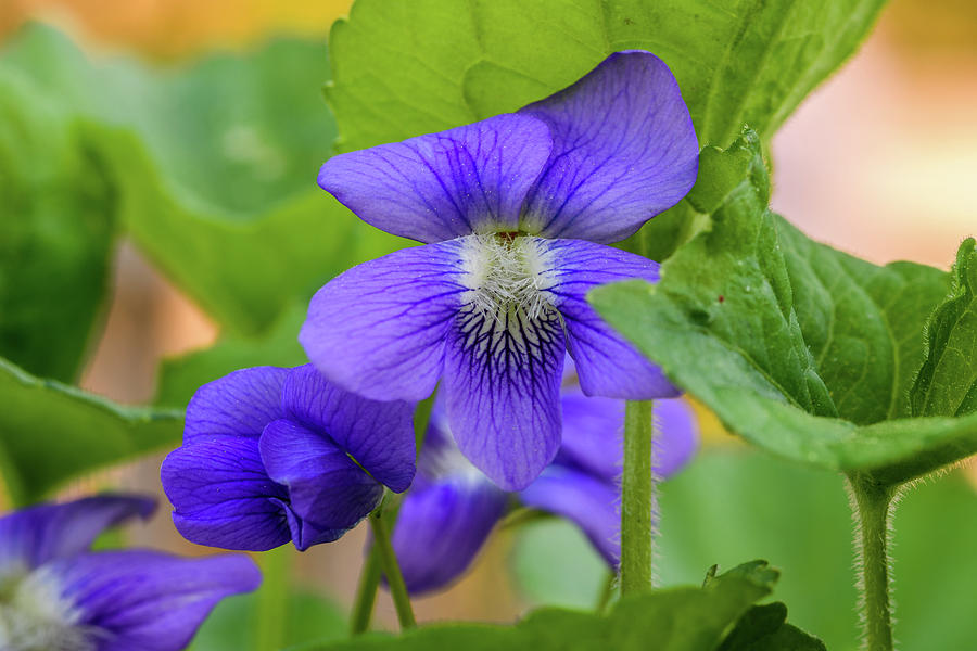 Wild Violets Photograph by Ron Dubreuil