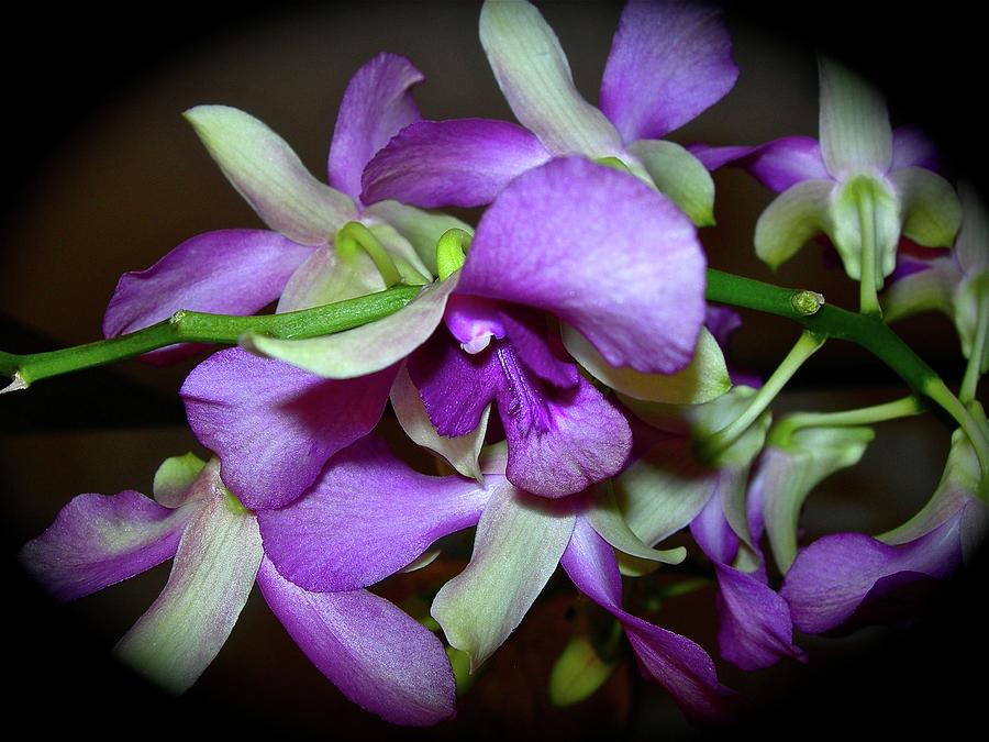 Violet Orchids #1 Photograph by Randy Rosenberger