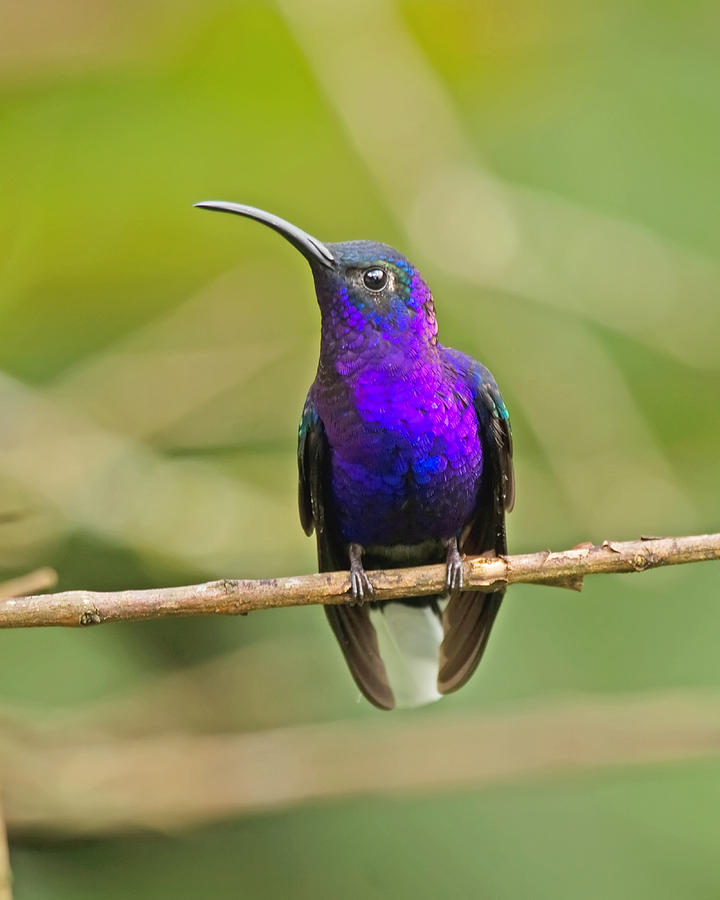 Violet Sabrewing Hummingbird Photograph by Michael Kulakofsky - Fine ...