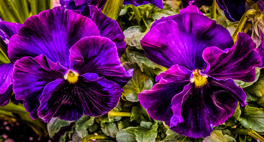 Violets #1 Photograph by Lilia S