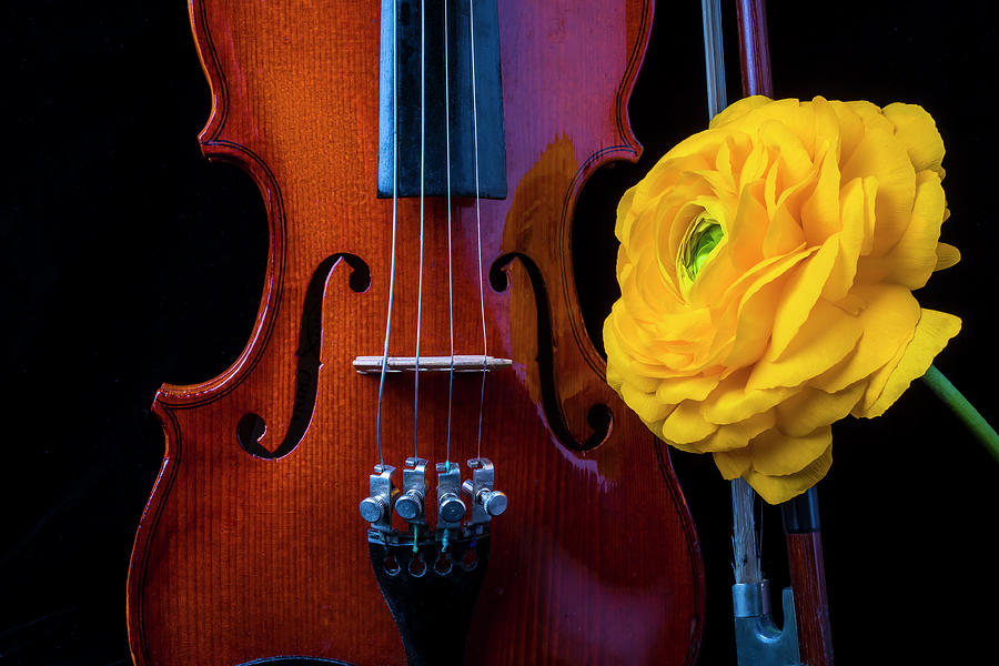 Violin And Ranunculus #1 Photograph by Garry Gay