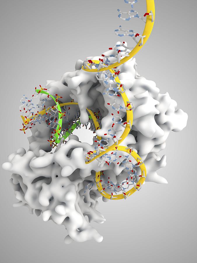 Molecule Photograph - Viral Dna Polymerase In Complex With Dna #1 by Ramon Andrade 3dciencia