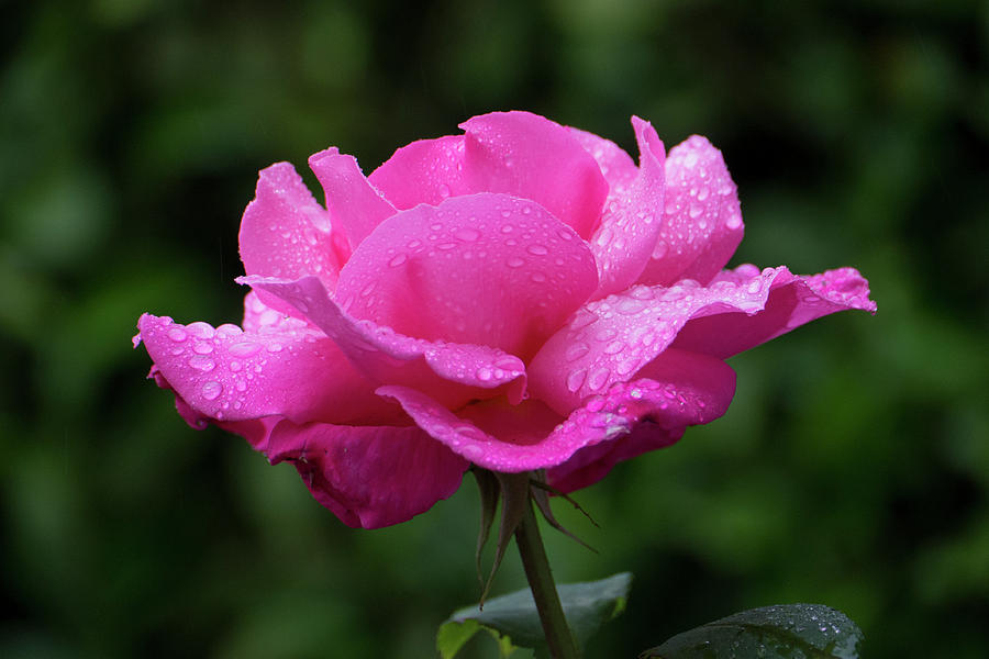 Vivid Pink Rose Photograph by Philip Enticknap | Fine Art America