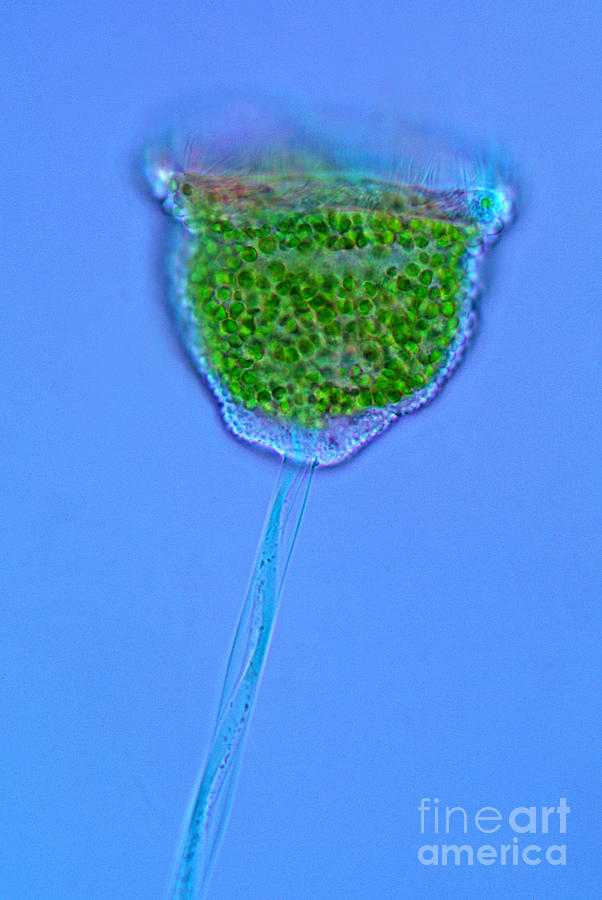 Vorticella Sp. Protozoan, Lm #1 Photograph by Marek Mis