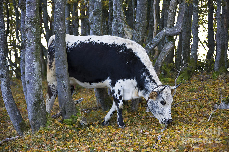 Vosges Cow In A Beech Forest #1 Photograph by Jean-Louis Klein & Marie-Luce Hubert