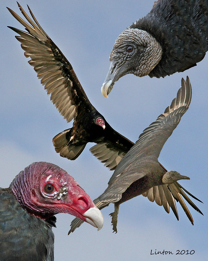 Vulture Montage #1 Photograph by Larry Linton