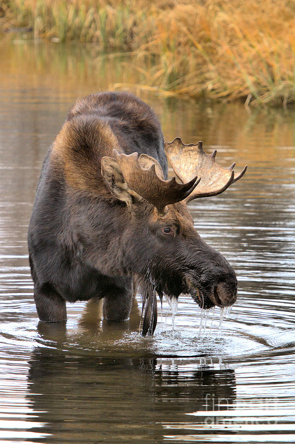 Wading For Lunch Photograph by Adam Jewell - Fine Art America