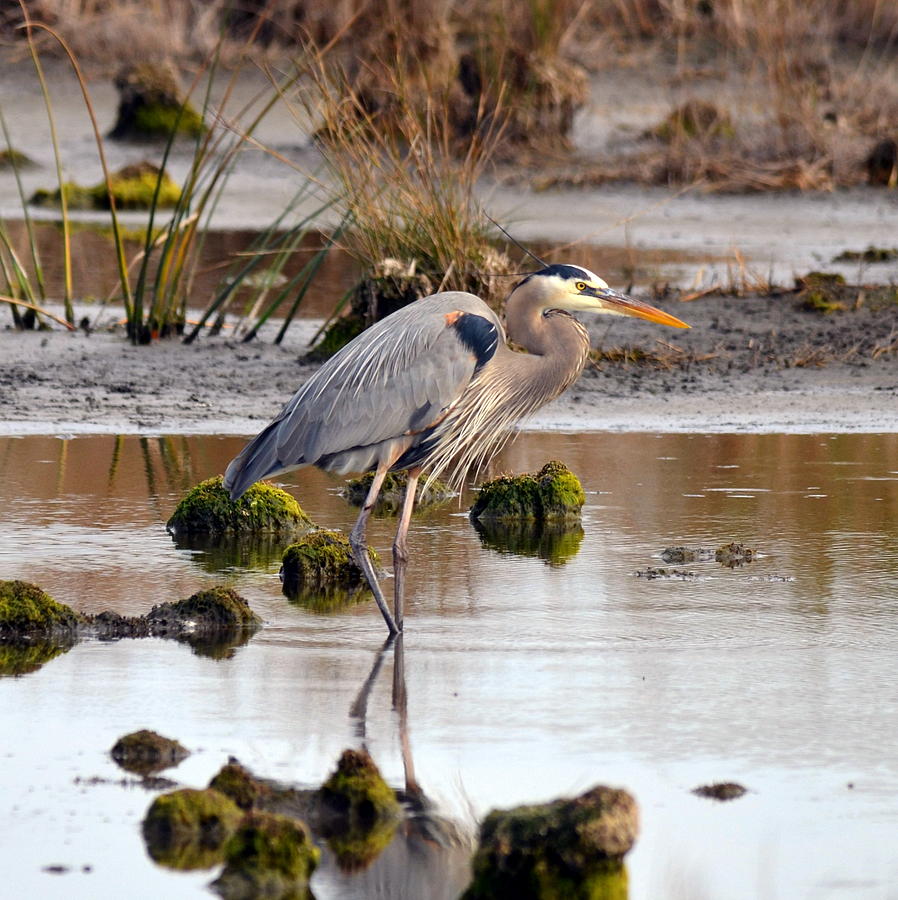 Wading Great Blue Heron #2 Photograph by Carla Parris