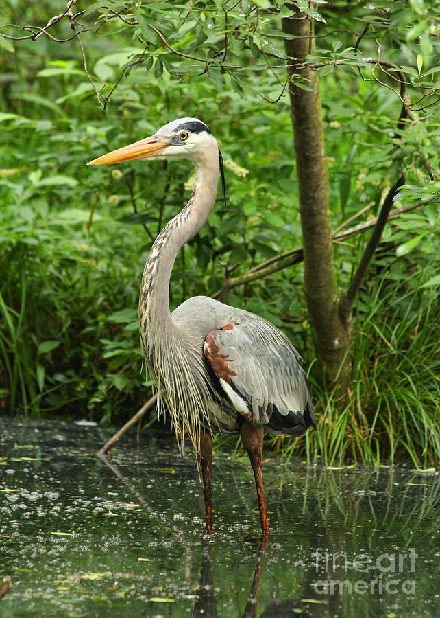 Heron Photograph - Wading Heron #1 by Michelle Tinger