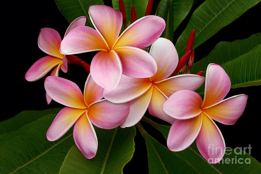 Flower Photograph - Wailua Sweet Love by Sharon Mau