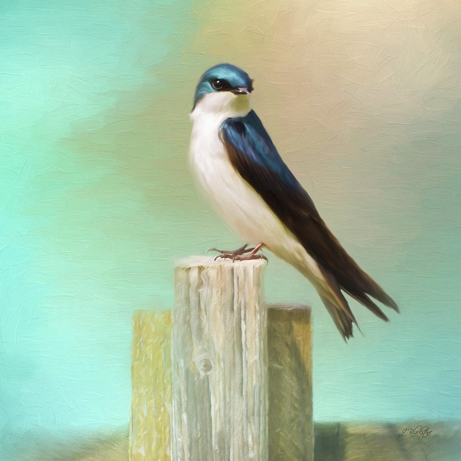 Waiting - Bird Art #1 Photograph by Jordan Blackstone