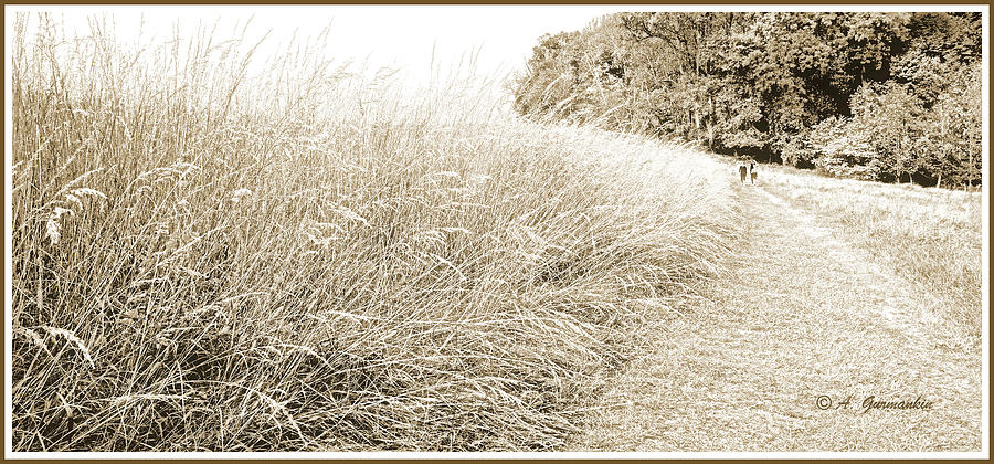 Walk Through a Meadow #1 Photograph by A Macarthur Gurmankin