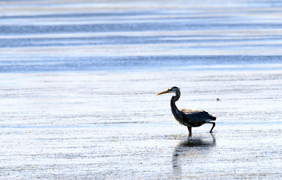 Walking Heron #1 Photograph by Travis Rogers