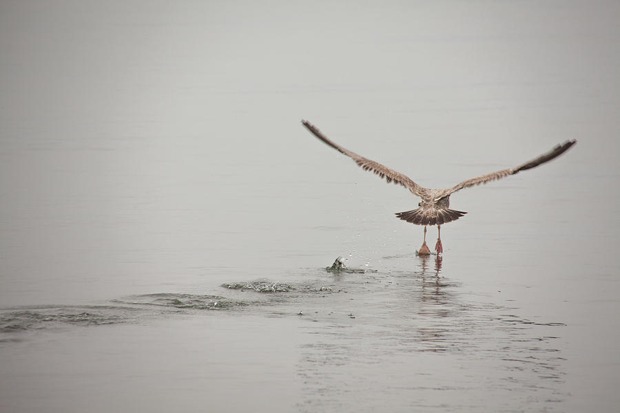 Seagull Photograph - Walking On Water #1 by Karol Livote