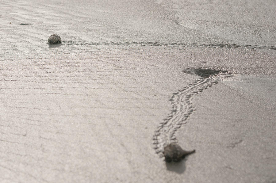 Walking Shells #1 Photograph by Victor Culpepper