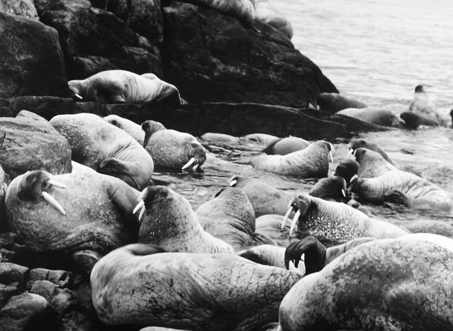 20th Century Photograph - Walrus #1 by Granger