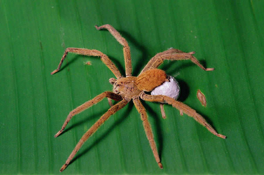 Wandering Spider Cupiennius Coccineus #1 Photograph by Gerry Ellis