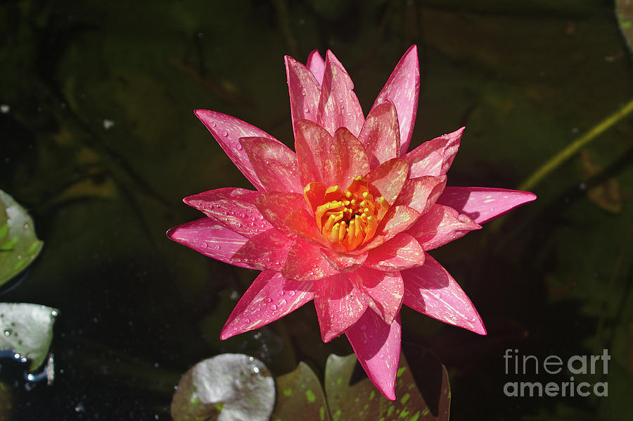 Wanvisa Water Lily #1 Photograph by Pete Trenholm