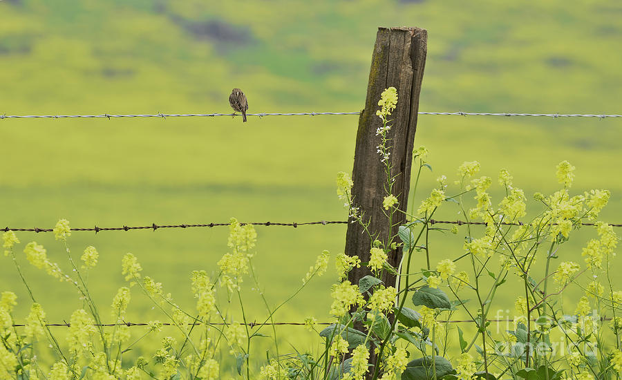 Warbler in the Meadow Photograph by Debby Pueschel