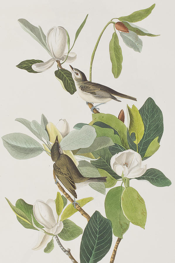 John James Audubon Painting - Warbling Flycatcher by John James Audubon