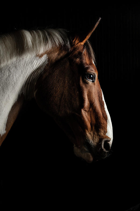 Horse Photograph - Warmblood by Samuel Whitton Horse Photograph - Warmblood by Samuel Whitton