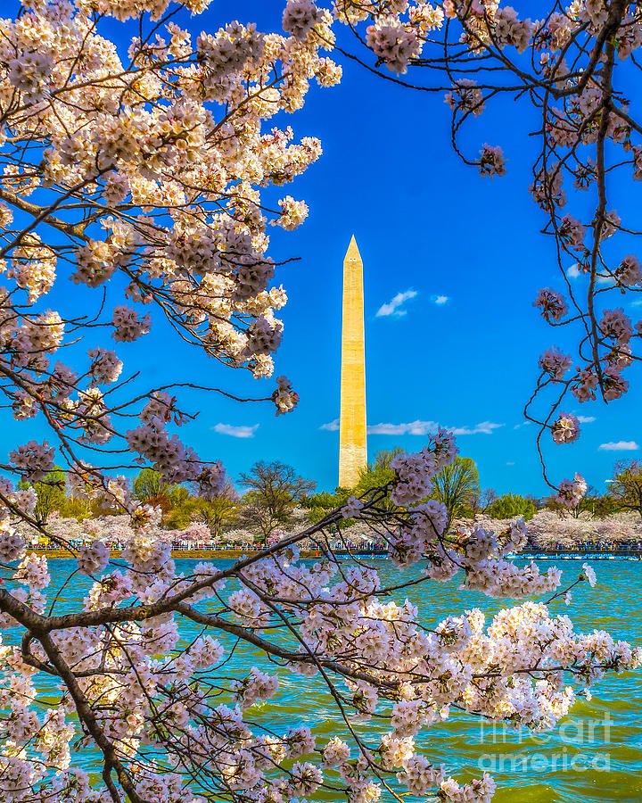 Washington Cherry Blossoms #1 Photograph by Nick Zelinsky Jr