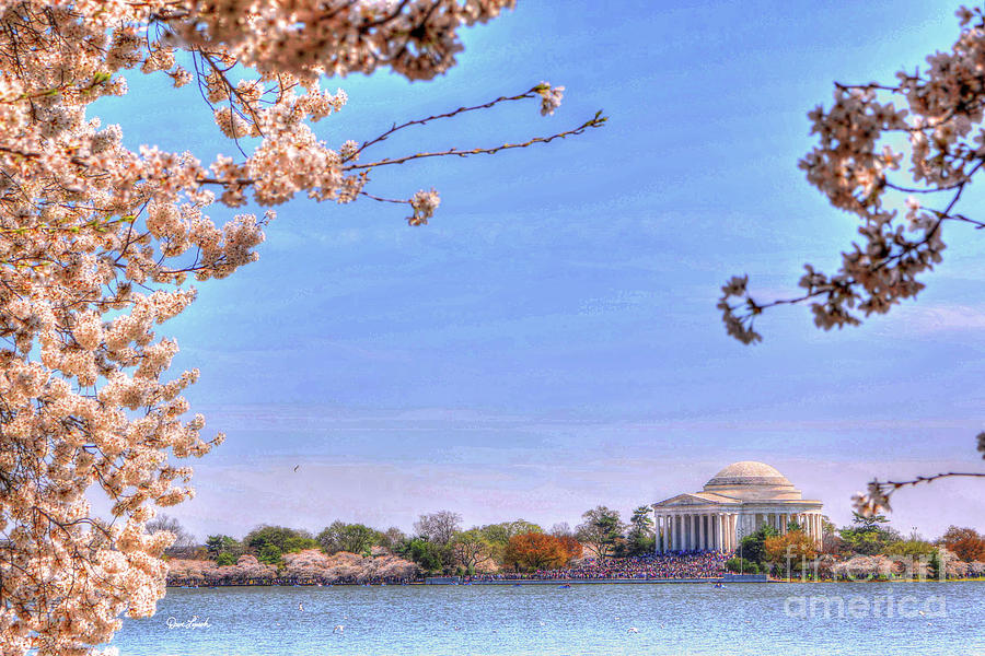 Washington DC - Jefferson Memorial - Cherry Blossom Festival #1 ...