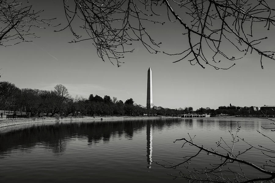 Washington Memorial framed by Cherry Trees in the Winter #1 Photograph by Brandon Bourdages