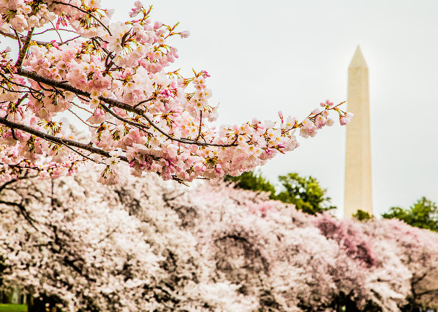 Washington Monument 4 by Karen Saunders Washington Monument 4 by Karen Saunders