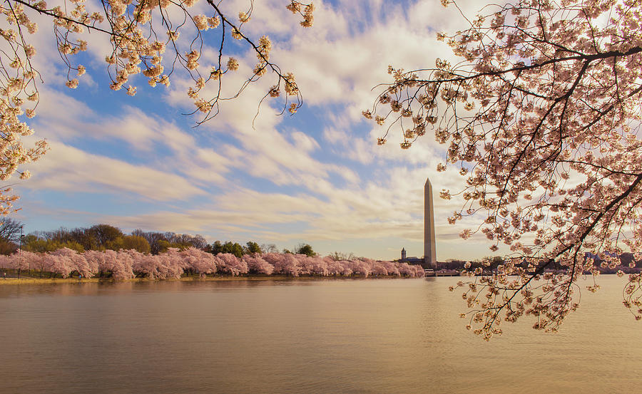 Washington Monument And Cherry Blossom Photograph