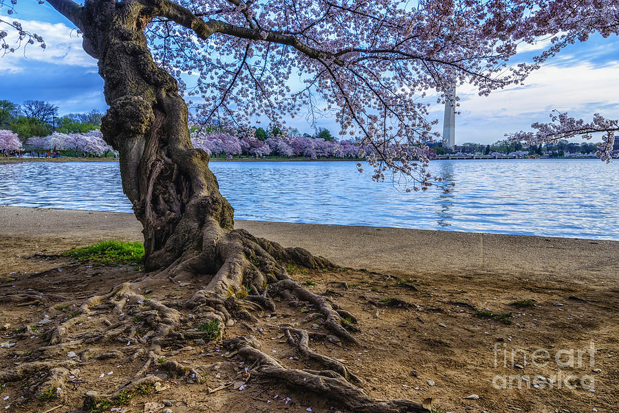 Washington Monument Cherry Blossoms #1 Photograph by Thomas R Fletcher
