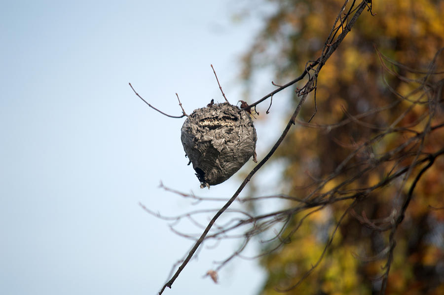 Wasp Nest Photograph