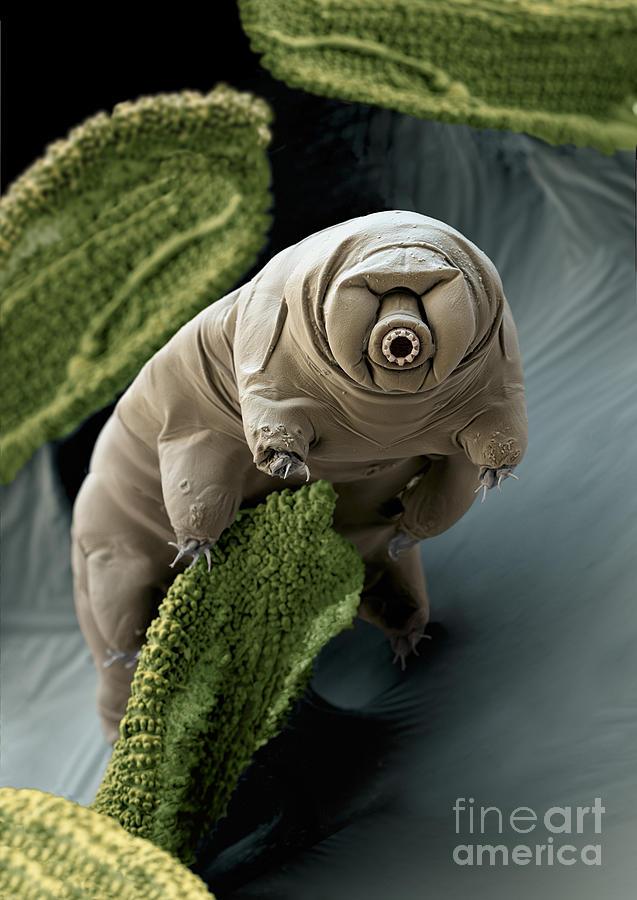 Water Bear Or Tardigrade Photograph by Eye of Science