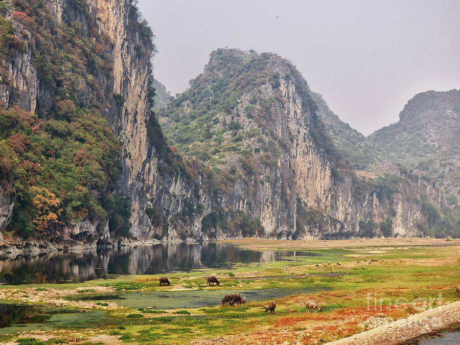 Water Buffalo on the Li River China #1 Photograph by Lynn Bolt