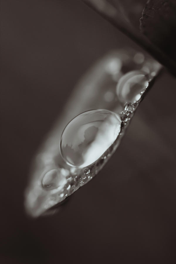 Water Drop #1 Photograph by Hyuntae Kim
