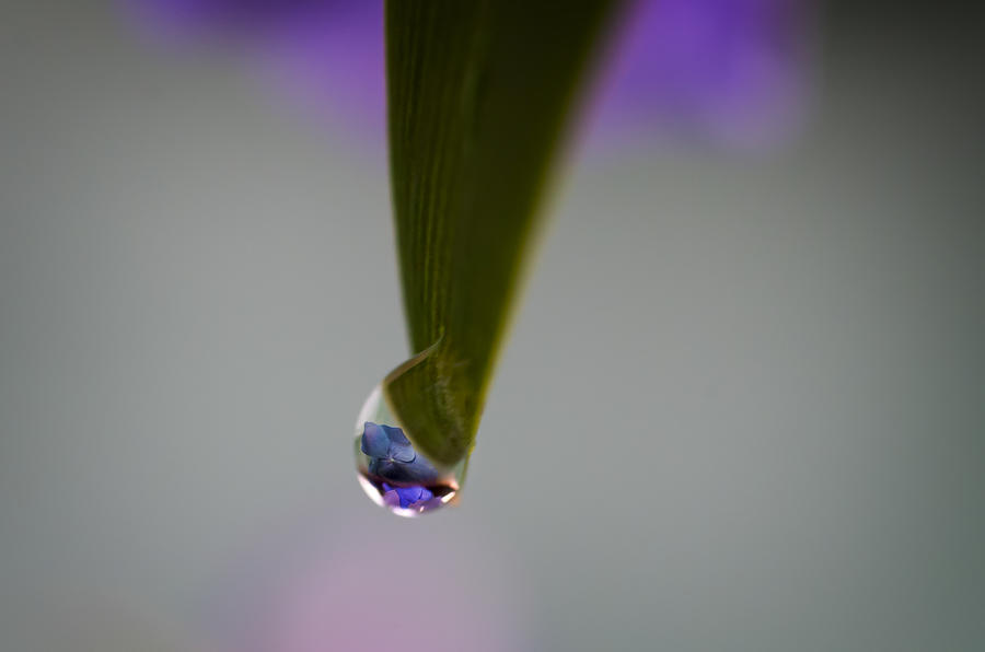 Water drop #1 Photograph by Paulo Goncalves