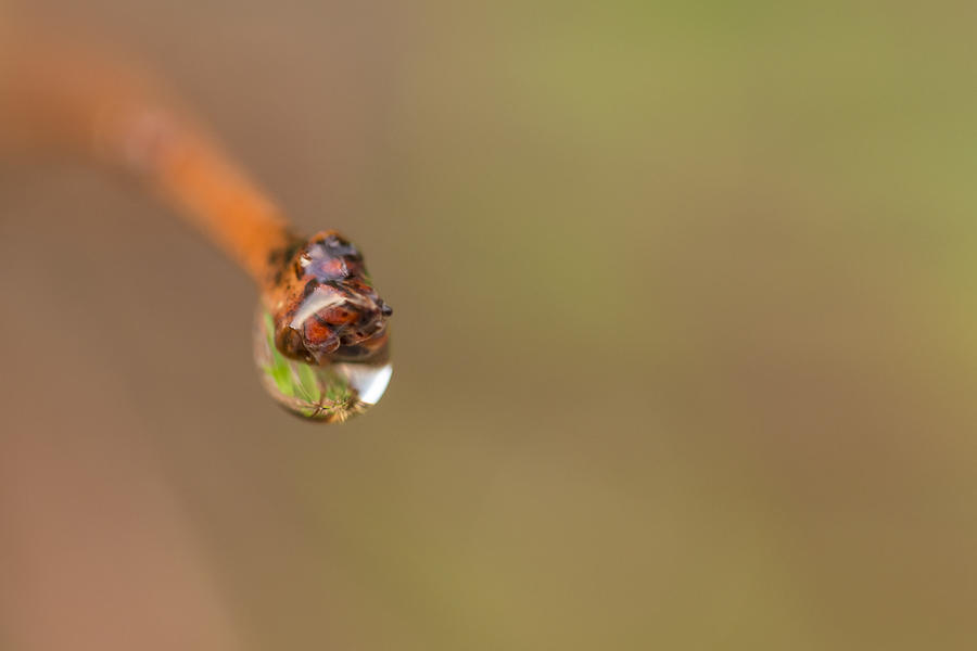 Water droplet #1 Photograph by Josef Pittner