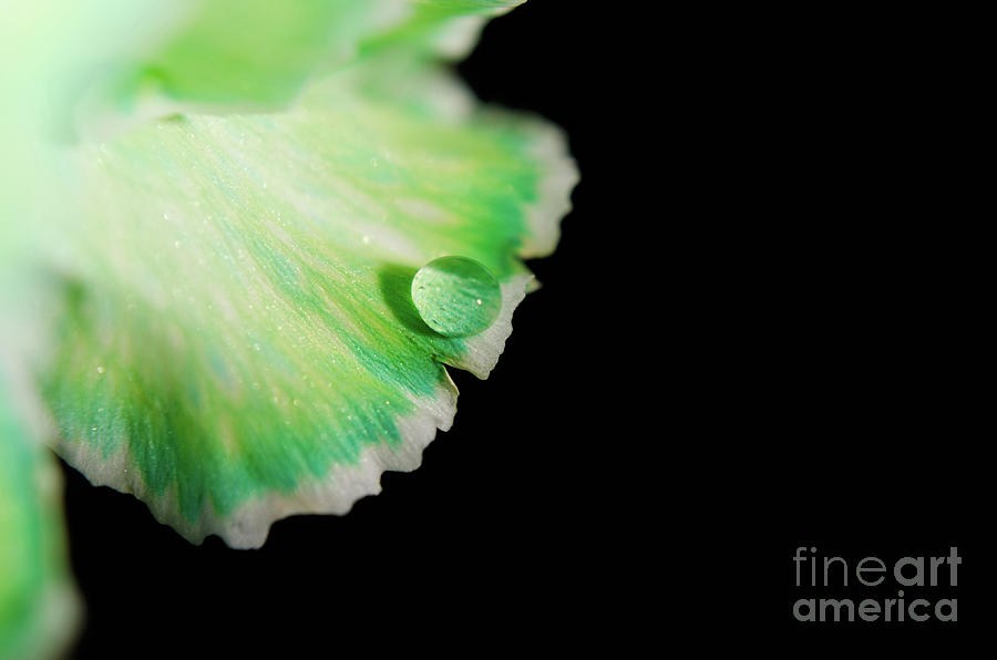 Flower Photograph - Water Droplet on Carnation Petal Nature Photograph #1 by PIPA Fine Art - Simply Solid