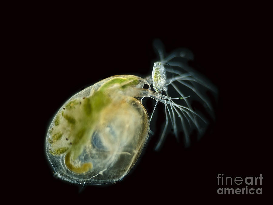 Nature Photograph - Water Fleas Simocephalus Sp., Lm #1 by Rubn Duro/BioMEDIA ASSOCIATES LLC
