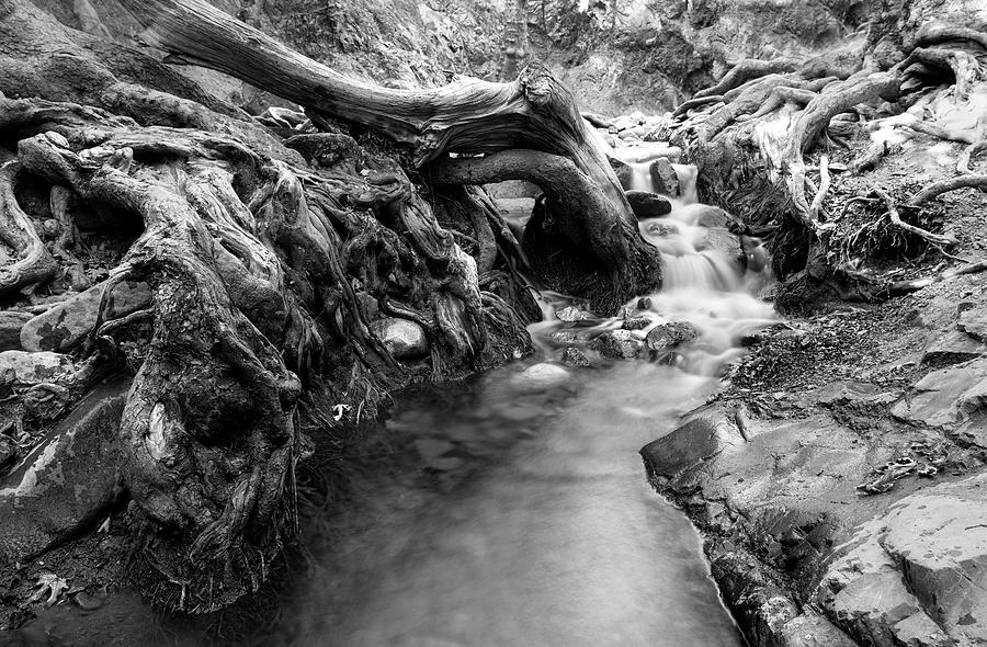 Water flowing through tree roots Photograph by Michalakis Ppalis