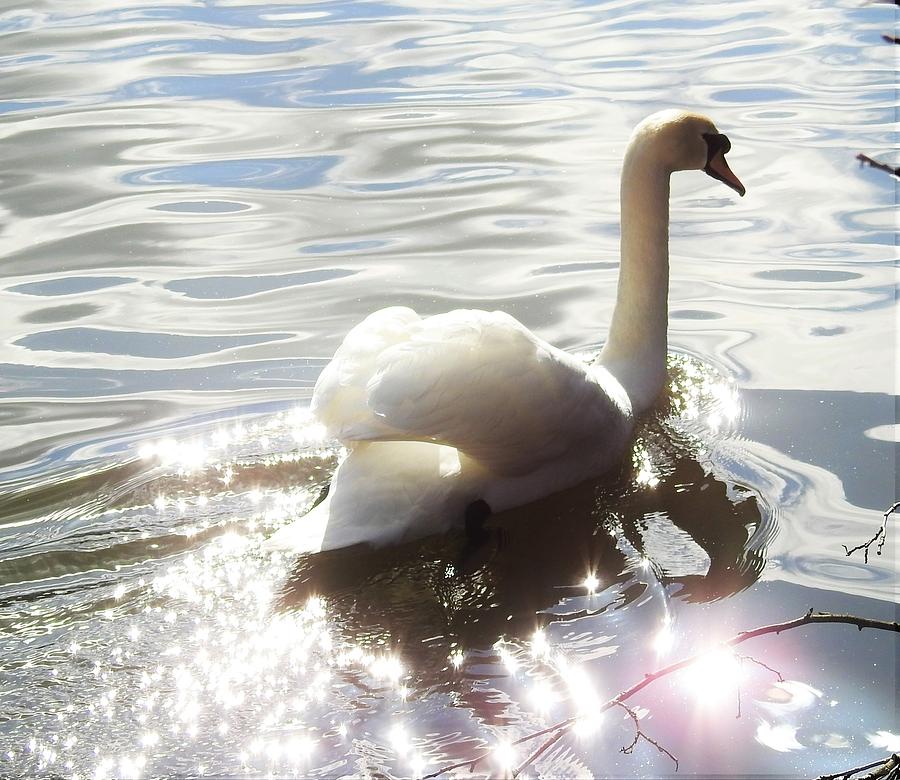 Swan Photograph - Water is magic #1 by Kayleigh Carroll